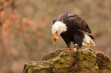 Bald eagle portrait on natural  background 