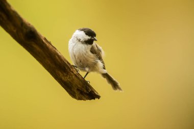 tit in the park in wild