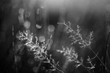 wet  grass in the field, flora