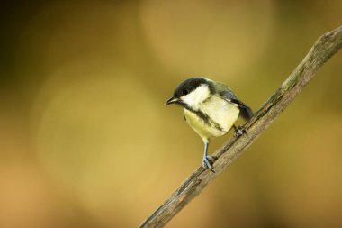 Eurasian tit, bird, fauna