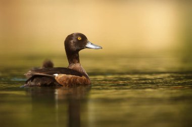 Göldeki ördeğin yakın çekimi. 