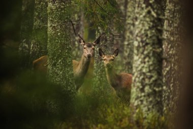 cute red deer (Cervus elaphus) 