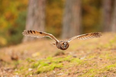 bird, fauna, owl in flight 