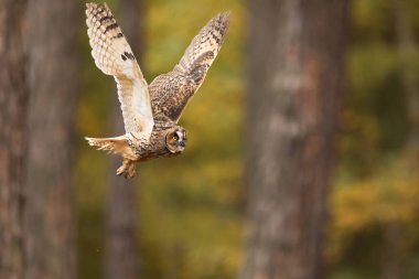 Kuş, hayvan, baykuş, yaklaşın.