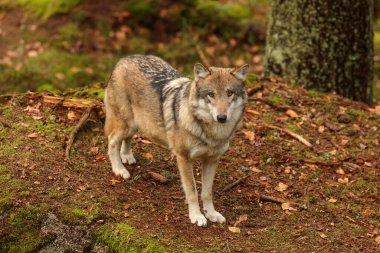 male Eurasian wolf (Canis lupus lupus) 