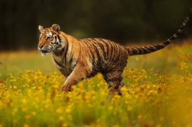 Cute tiger in wild nature 