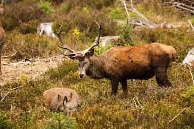 cute red deer (Cervus elaphus) 