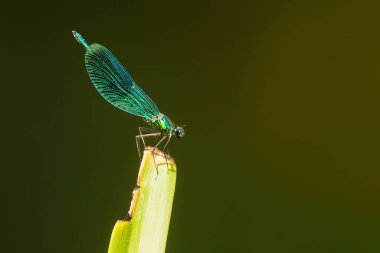 Bitkinin üzerinde oturan yusufçuğa yakın çekim