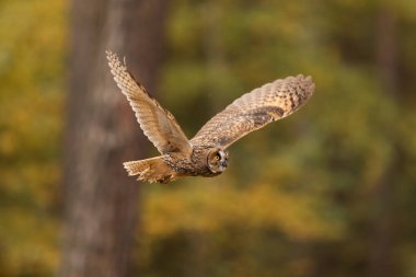 Kuş, hayvan, baykuş, yaklaşın.