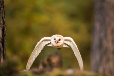 Kuş, hayvan, baykuş, yaklaşın.