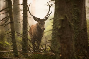 cute red deer (Cervus elaphus) 