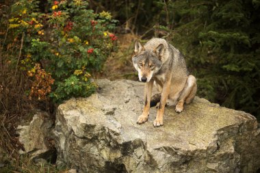 male Eurasian wolf (Canis lupus lupus) 
