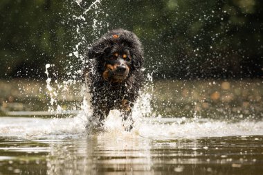 Köpek gün batımında sığ sularda koşan altın ve siyah.