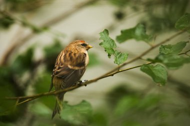 Ağacın dalında bir kuş