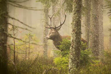 cute red deer (Cervus elaphus) 