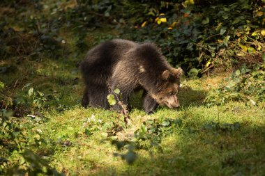 Vahşi doğada kahverengi ayı