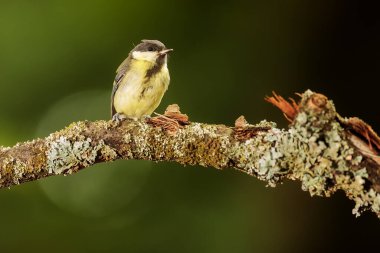 Eurasian tit in the park
