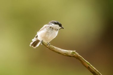 Eurasian tit, bird, fauna