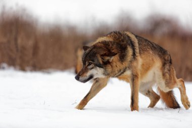 Avrasya kurt (Canis lupus lupus) 