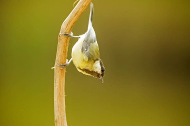 Eurasian tit, bird, fauna