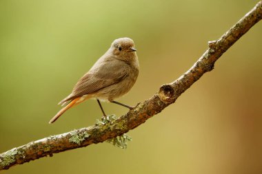  Siyah kırmızılaştırma (Phoenicurus ochruros) gagasında bir solucanla