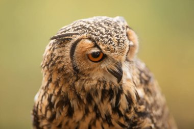 Kuş, hayvan, baykuş, yaklaşın.