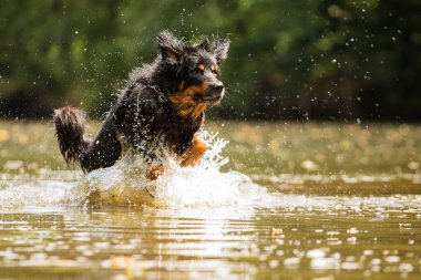 Köpek gün batımında sığ sularda koşan altın ve siyah.