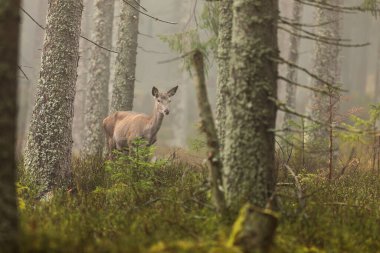 cute red deer (Cervus elaphus) 