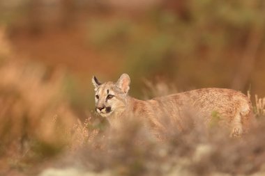 American cougar is hurry up to prey
