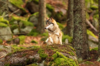 male Eurasian wolf (Canis lupus lupus) 