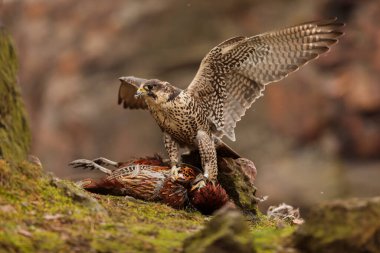 falcon in wild life, animal