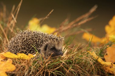Avrupa kirpisi (Erinaceus europaeus) kış başlamadan önce saklanacak bir yer arıyor