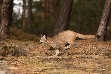 American cougar is hurry up to prey
