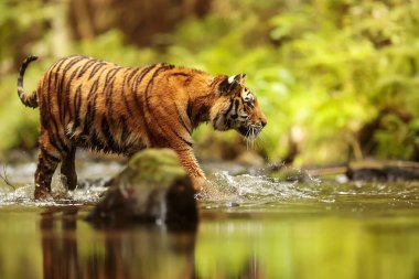 Cute tiger in wild nature 