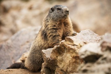 Küçük memeli, vahşi dağ sıçanı. 
