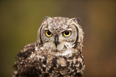 Kuş, hayvan, baykuş, yaklaşın.