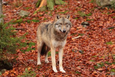 male Eurasian wolf (Canis lupus lupus) 