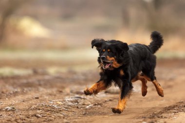 Köpek Hovawart altın ve siyah 