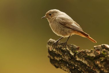  Siyah kırmızılaştırma (Phoenicurus ochruros) gagasında bir solucanla
