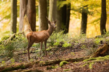 cute red deer (Cervus elaphus) 