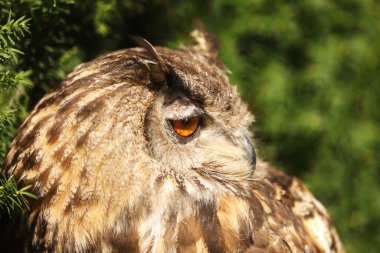 bird, fauna, owl, close up