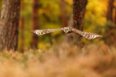 bird, fauna, owl in flight 