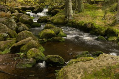 Ağaçların arasında akan güzel nehir akıntısı