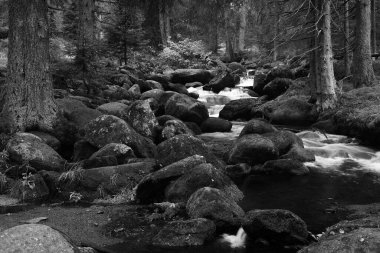 Ağaçların arasında akan güzel nehir akıntısı