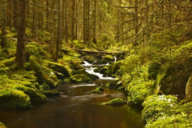 Ağaçların arasında akan güzel nehir akıntısı