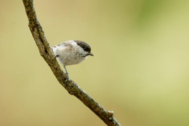 tit in the park in wild