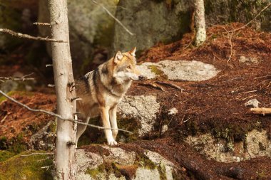 male Eurasian wolf (Canis lupus lupus) 