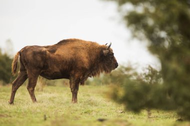 Avrupa 'da yaşayan en büyük memeli bizon (Bizon bonasus).