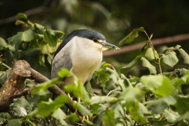 Doğadaki güzel kuşun manzarası