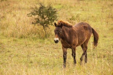 (Equus ferus przewalskii), Moğol vahşi atı veya Dzungarian atı